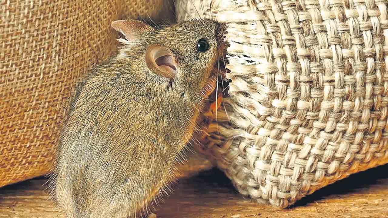 రూ.7 కోట్ల ధాన్యాన్ని ఎలుకలు తినేశాయట!