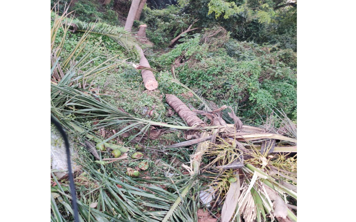 Ramavram : ఆకతాయిల ఆగడాలు.. రుద్రంపూర్ ఎస్ఆర్‌టీలో విచ‌క్ష‌ణార‌హితంగా కొబ్బ‌రిచెట్ల న‌రికివేత‌