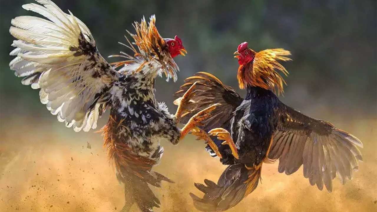 Sankranthi | సంక్రాంతి పండుగ వేళ.. కోడిపందేలపై ఏపీ హైకోర్టు కీలక ఆదేశాలు