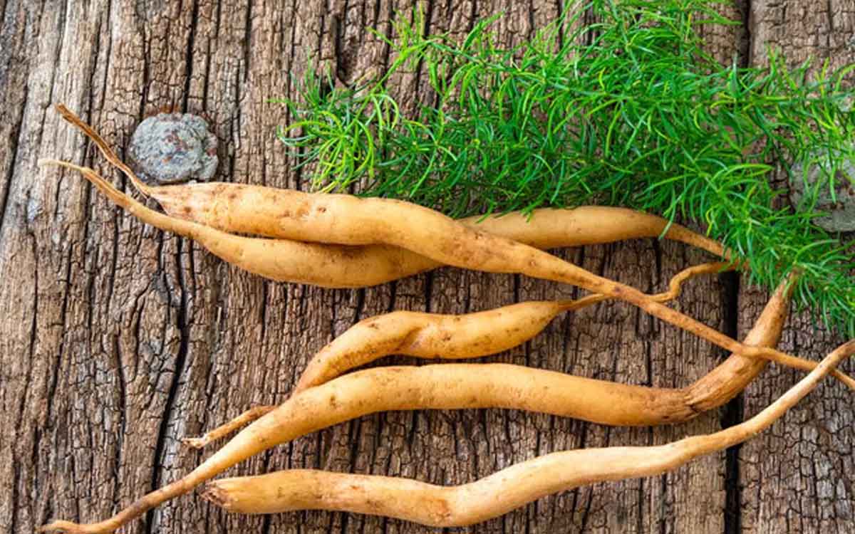 Shatavari | మ‌న చుట్టూ ప‌రిస‌రాల్లో ల‌భించే మొక్క ఇది.. అనేక లాభాల‌ను అందిస్తుంది..