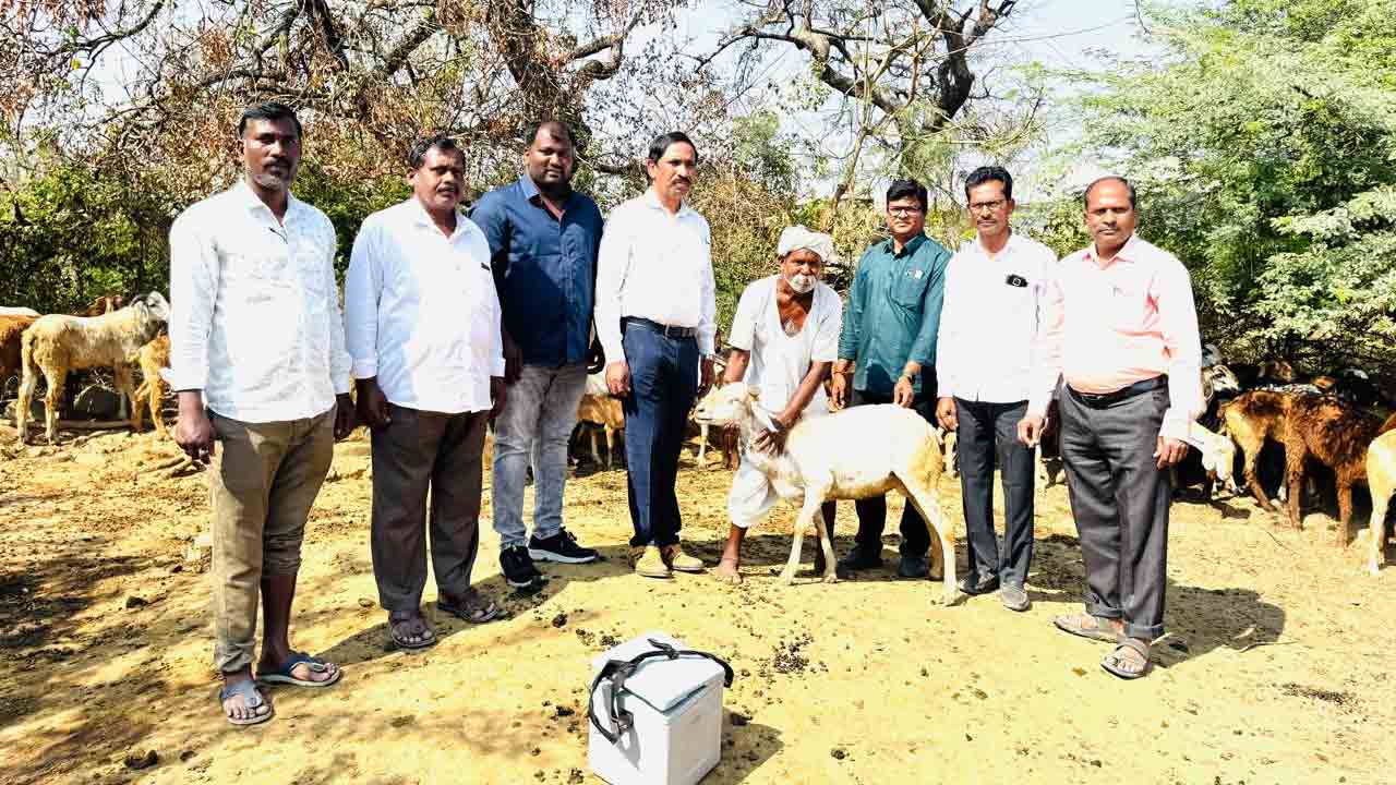 Medak | గొర్రెలు, మేకలకు అమ్మ తల్లి వ్యాధి నిరోధక టీకాలు వేయించాలి : డాక్టర్ వెంకటయ్య