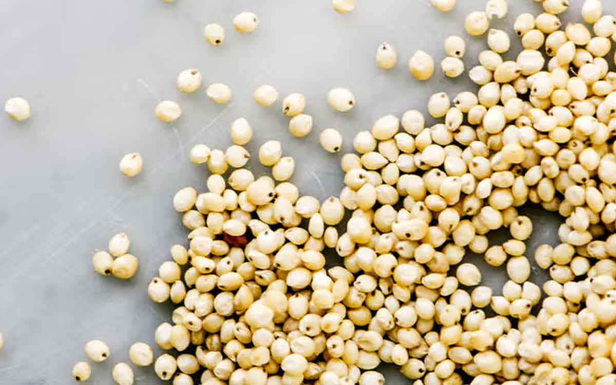 Sorghum | జొన్న‌ల‌ను రోజూ తిన‌డం వ‌ల్ల ఇన్ని లాభాలు ఉన్నాయా..?