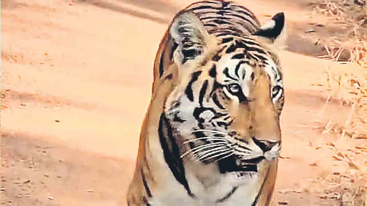 అమ్రాబాద్‌లో పెద్దపులి