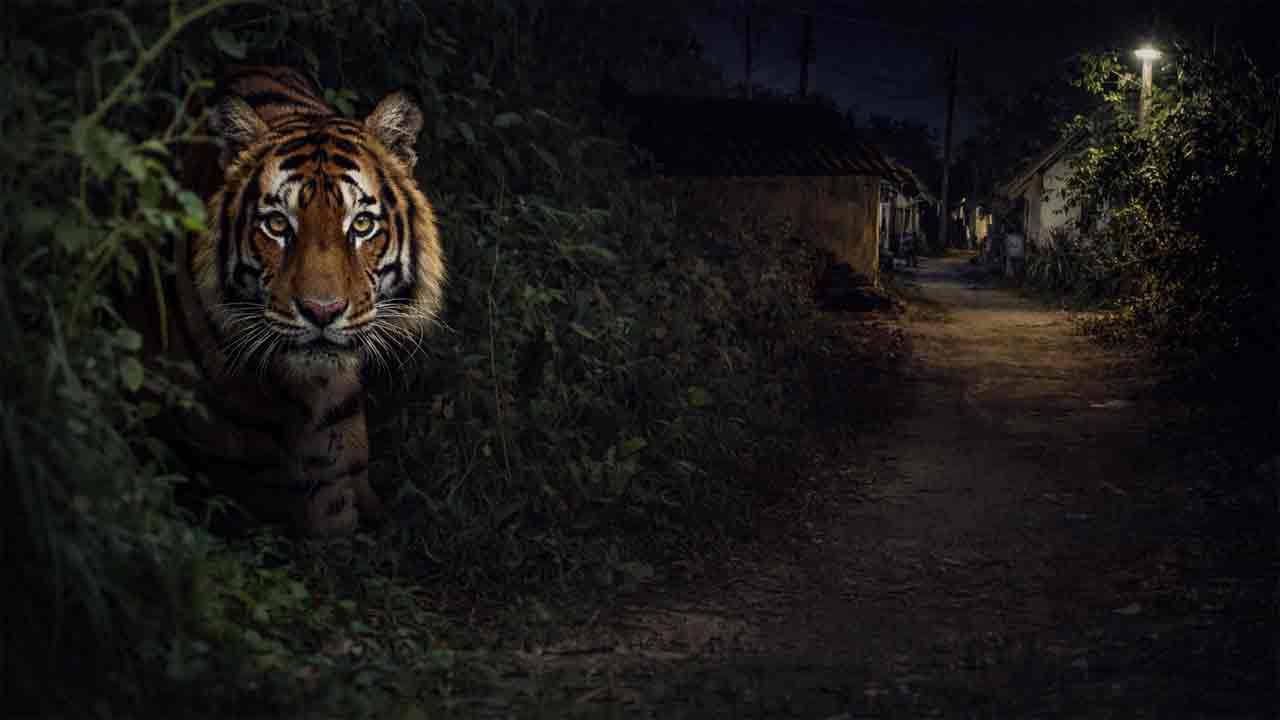 Tiger | యాదాద్రి జిల్లాలో పులి సంచారం.. అప్రమత్తంగా ఉండాలని హెచ్చరిక