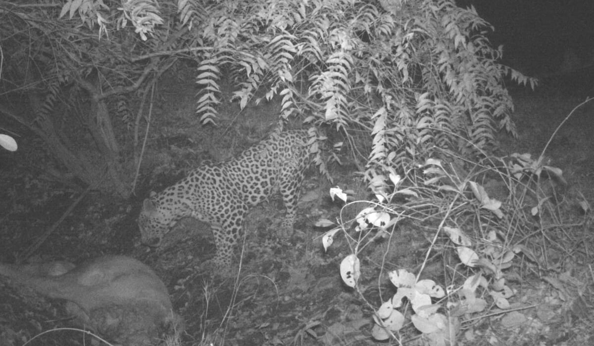 Tiger attacks | నిజామాబాద్‌ జిల్లా తూంపల్లిలో లేగ దూడపై జిట్ట పులి దాడి