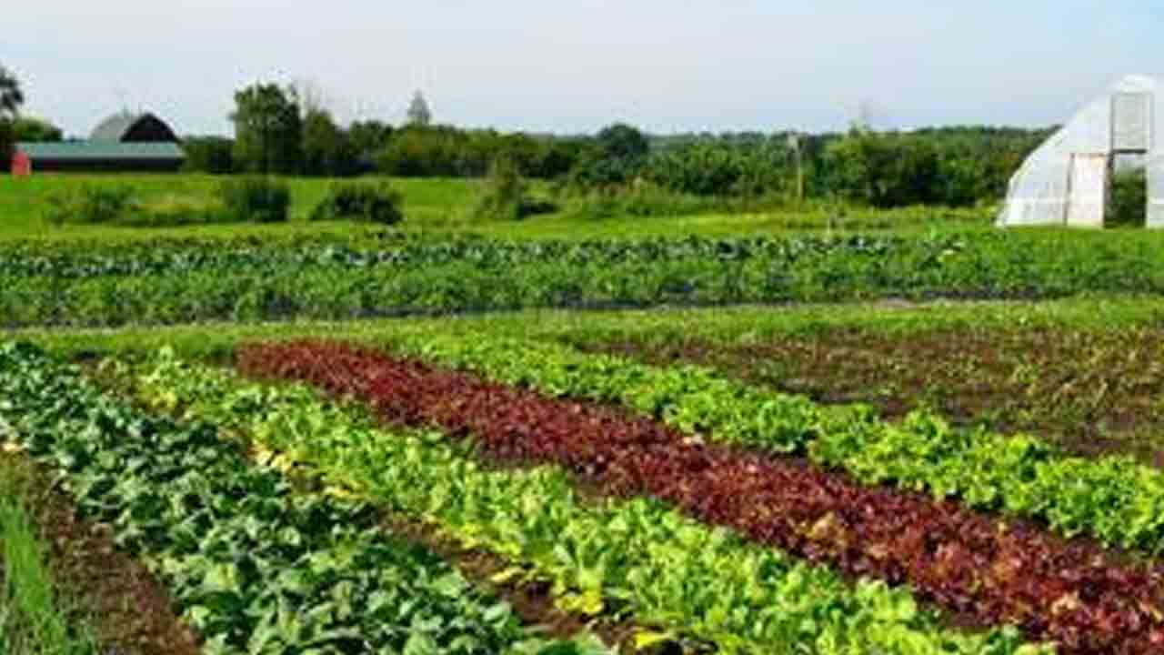 ఉద్యానశాఖ ఆధ్వర్యంలో కూరగాయల సాగుపై శిక్షణ