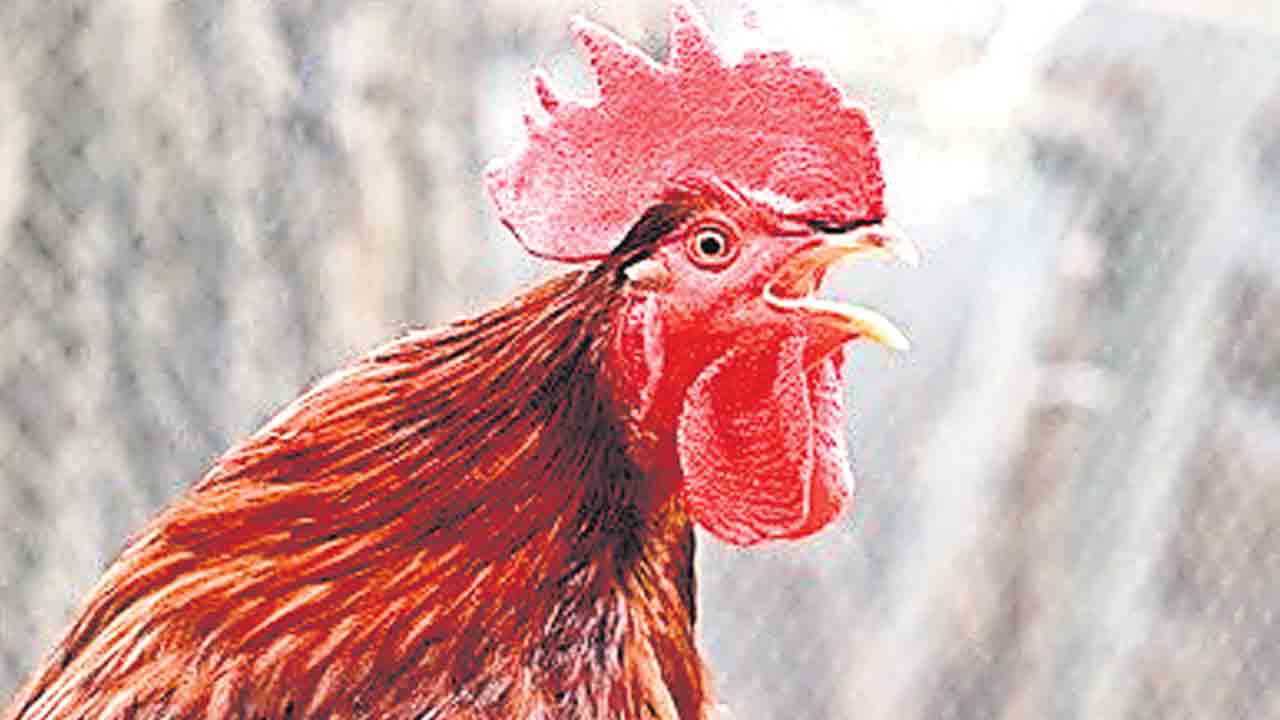 ఉదయం 8 వరకు కోడి కూత వినపడొద్దు!