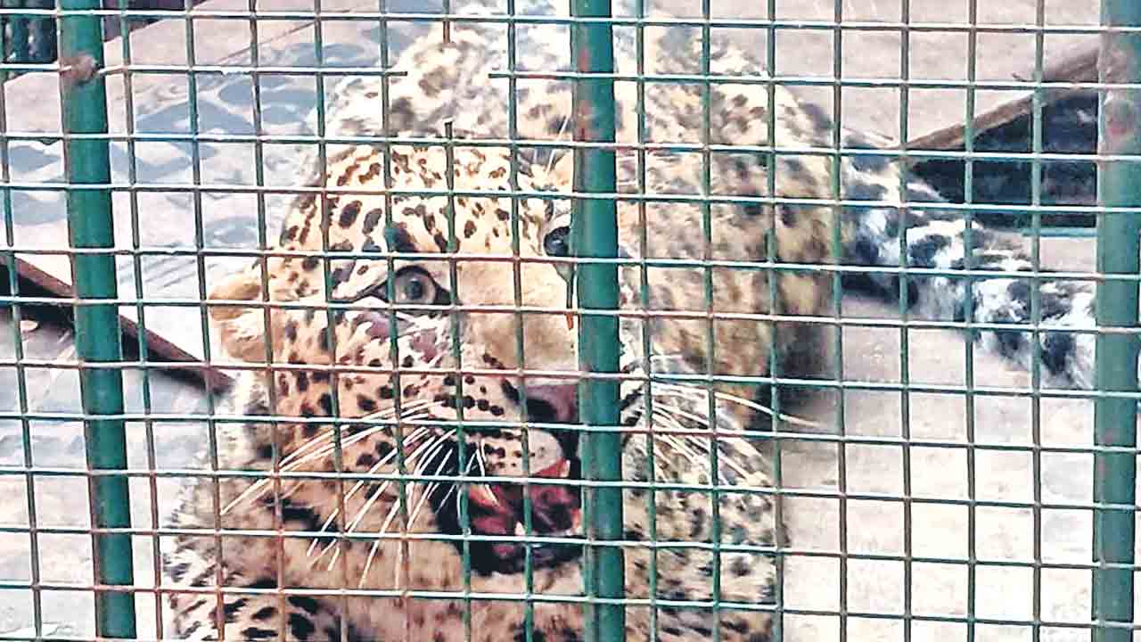 రెనివట్లలో చిక్కిన చిరుత