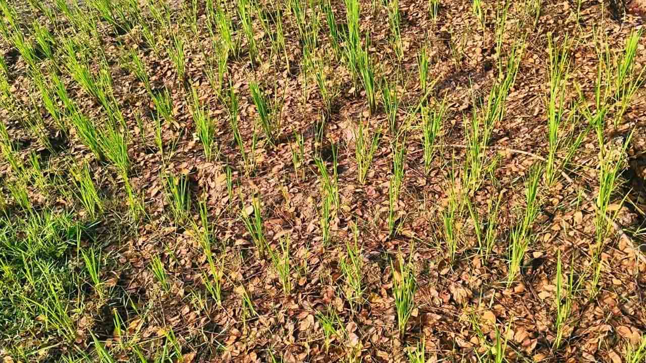 అప్పుడు యూరియా కొరత.. ఇప్పుడు లో వోల్టేజీ సమస్య