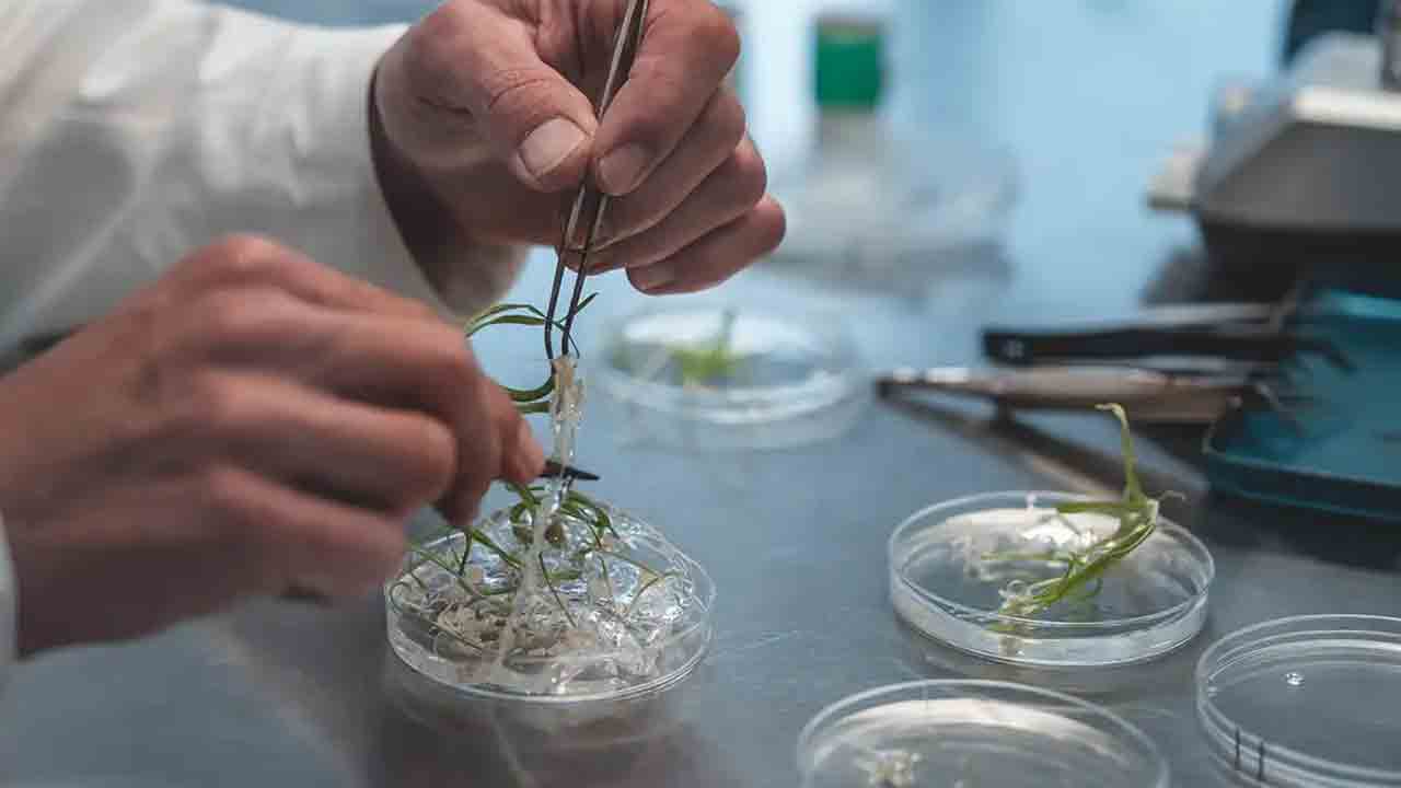 హైబ్రిడ్‌ విత్తనోత్పత్తిపై దృష్టి సారించాలి : శాస్త్రవేత్తలు