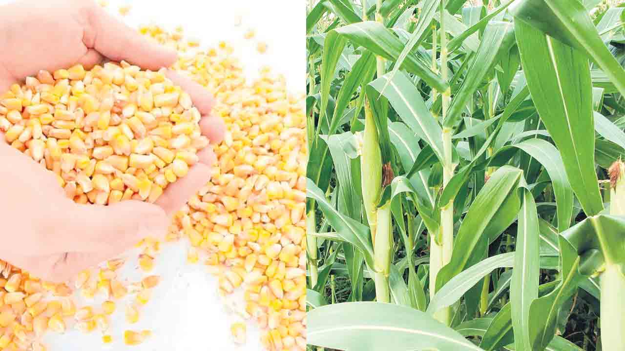 మక్కలు కొనేదెవరు.. ప్రతి సీజన్‌లో వ్యాపారులదే పైచేయి