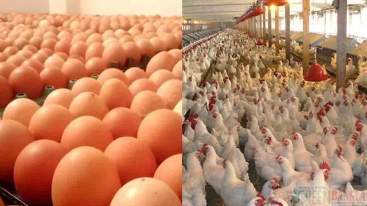 40 దేశాల కోళ్లు, గుడ్లపై సౌదీ నిషేధం