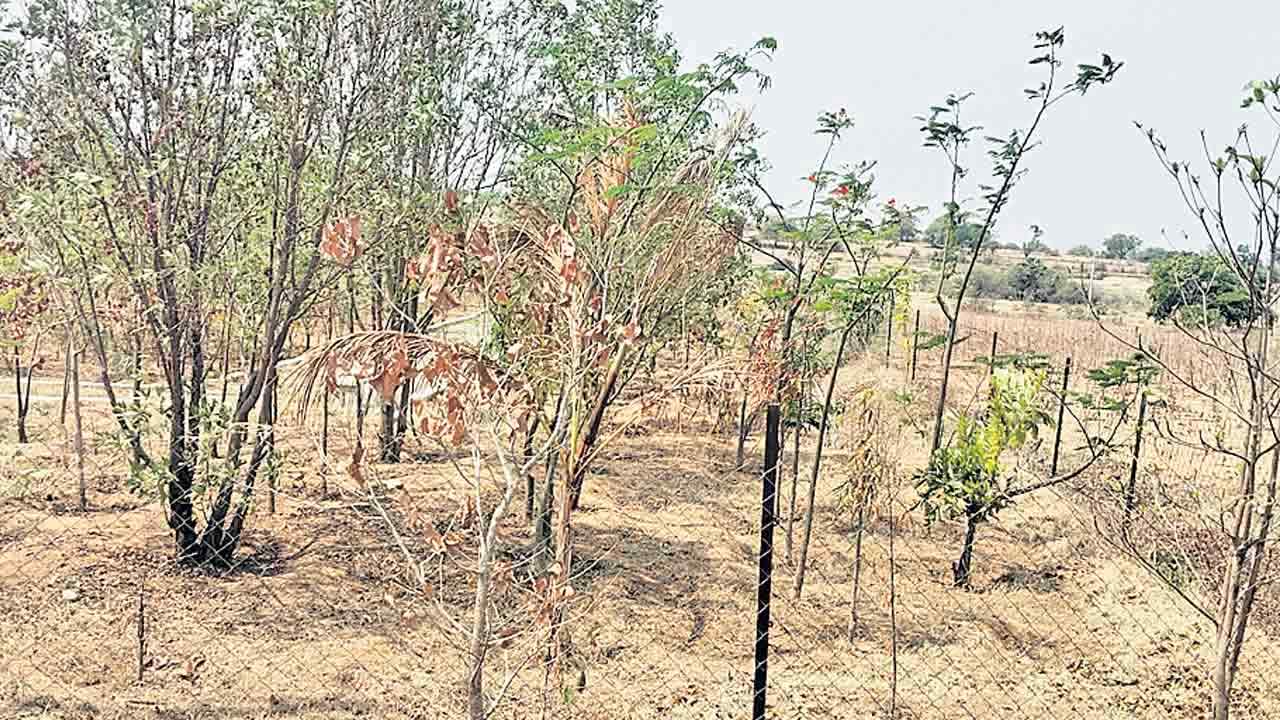 ప్రకృతి వనాలపై కాంగ్రెస్‌ నేతల పగ