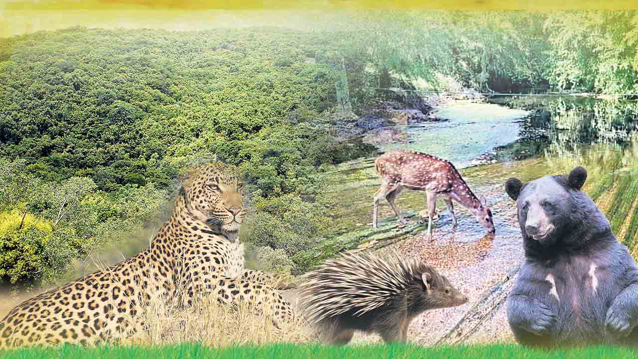 అడవి  చిగురించింది!