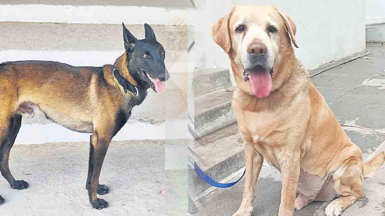 సైబరాబాద్‌కు రెండు ప్రత్యేక జాగిలాలు