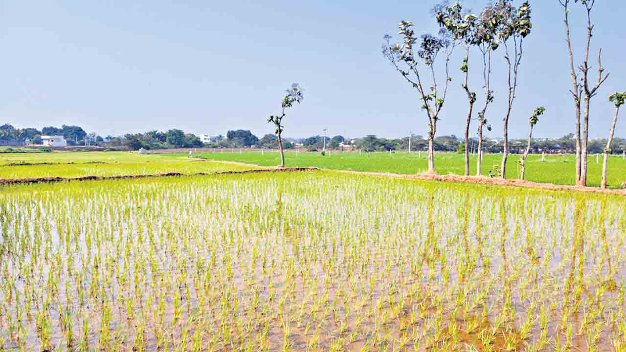 పంటకు సాయమేది ?