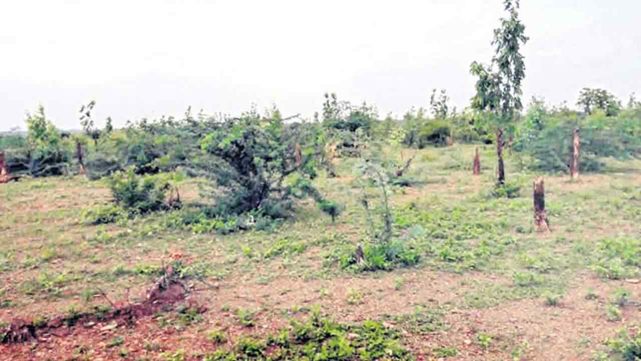 అటవీ భూముల ఆక్రమణ వ్యవహారంలో దక్కన్‌ సిమెంట్స్‌పై సీఈసీ విచారణ