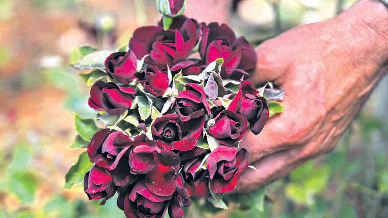 ప్రకృతినీ ప్రేమిద్దాం..