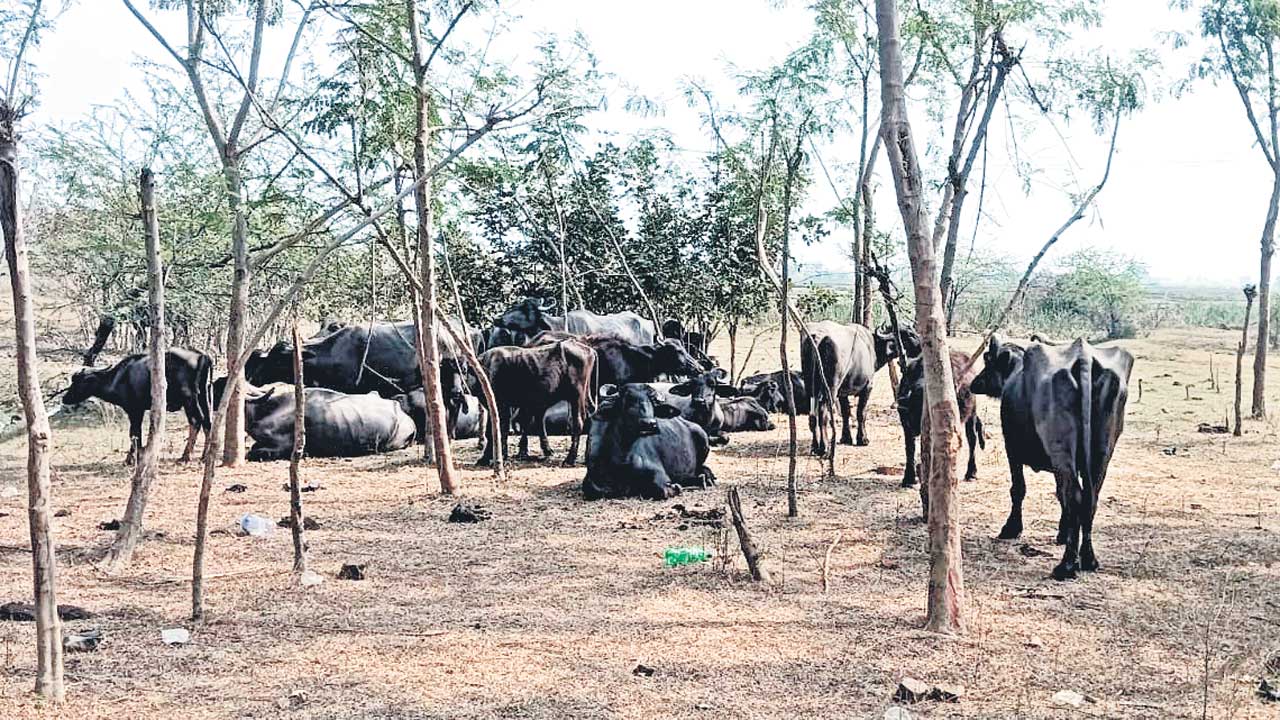 ప్రకృతి వనాలపై పట్టింపేది?