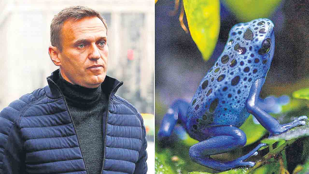 కప్ప విషంతో రష్యా విపక్ష నేత నావల్నీ హత్య!