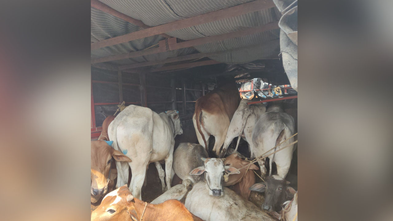 Jainur police | పశువుల అక్రమ రవాణాను అడ్డుకున్న జైనూర్‌ పోలీసులు