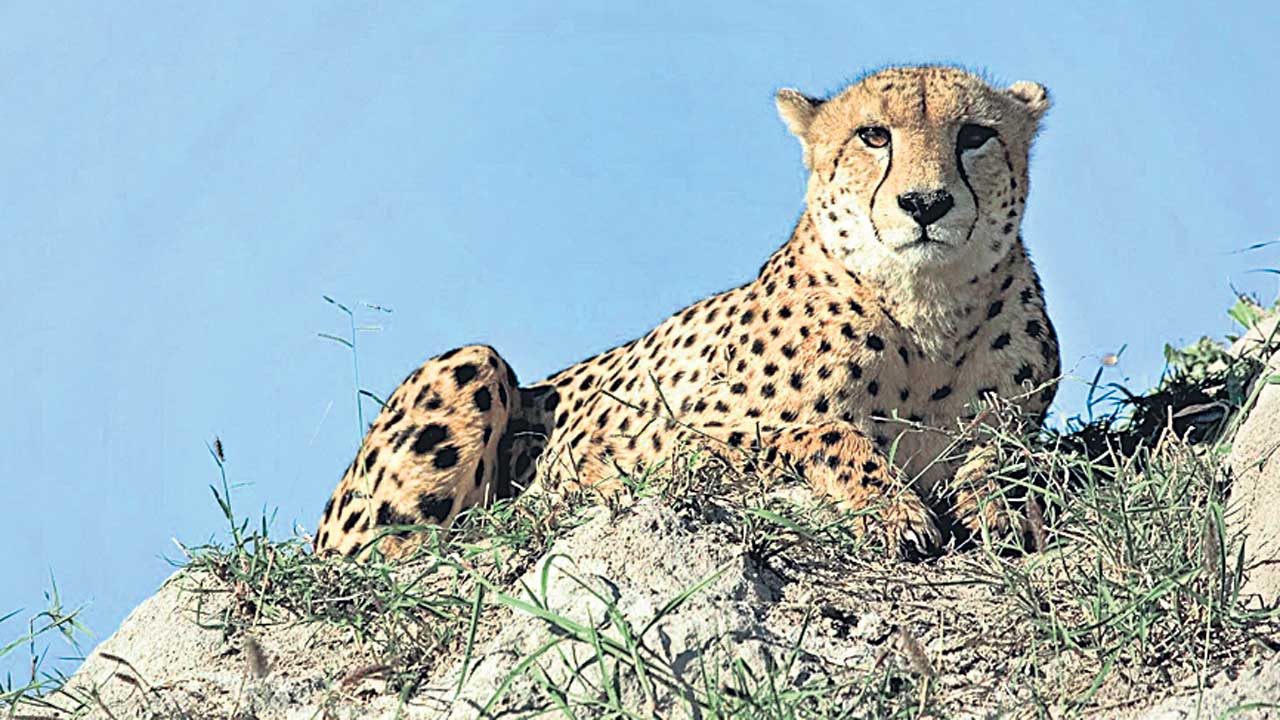 లింగంపేటలో చిరుతల సంచారం