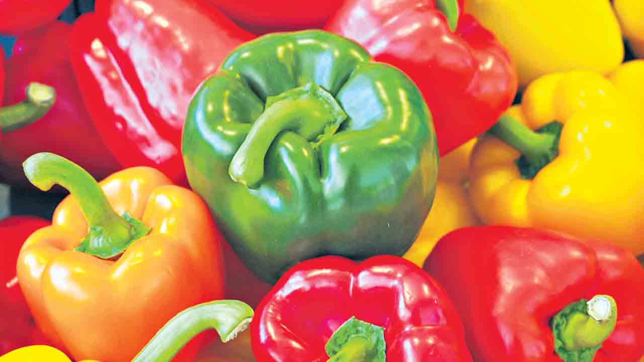 క్యాప్సికంలో ఆడా-మగ