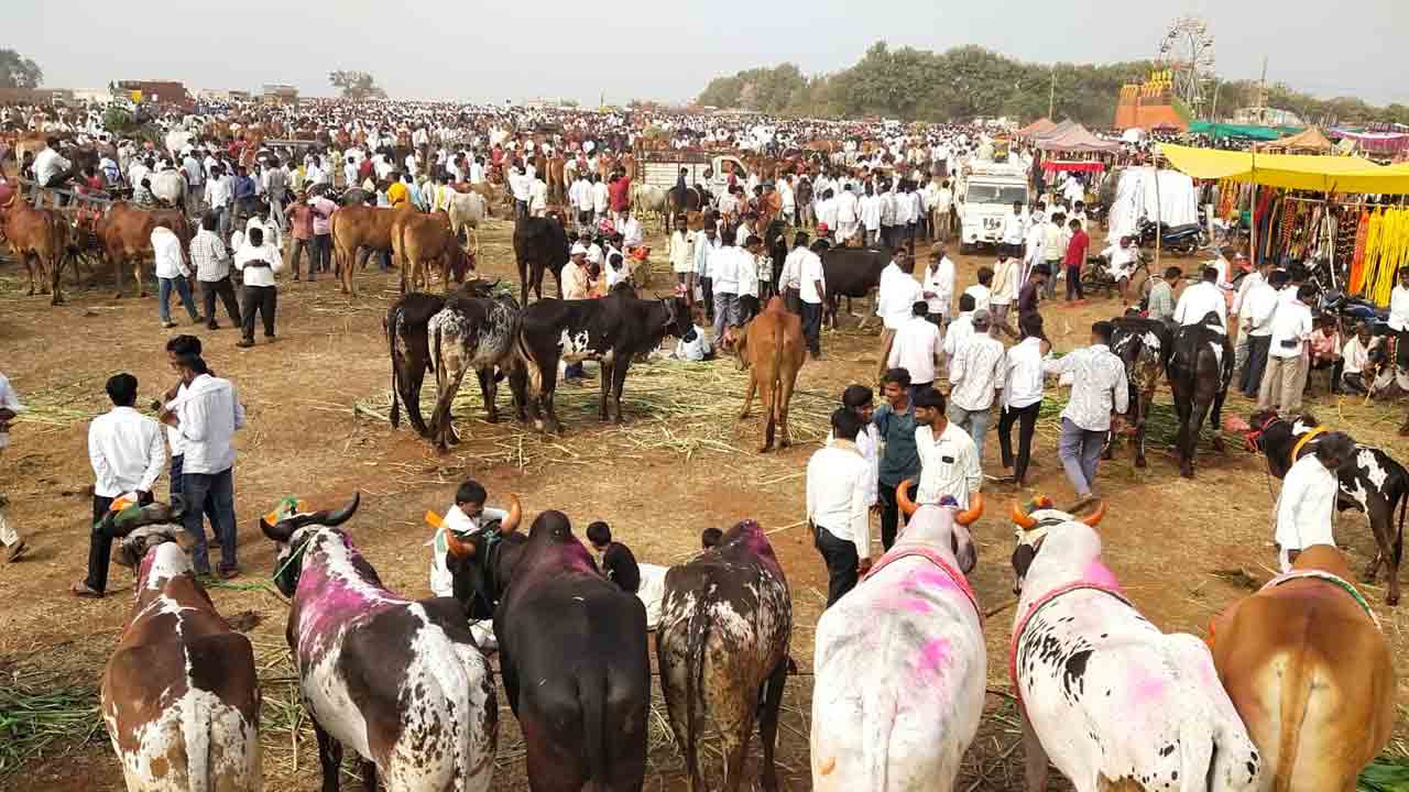 Cattle fair | ఏకంగా రూ. 5.40 లక్షల ధర.. జాతరలో వివిధ జాతుల పశువుల కొనుగోలు
