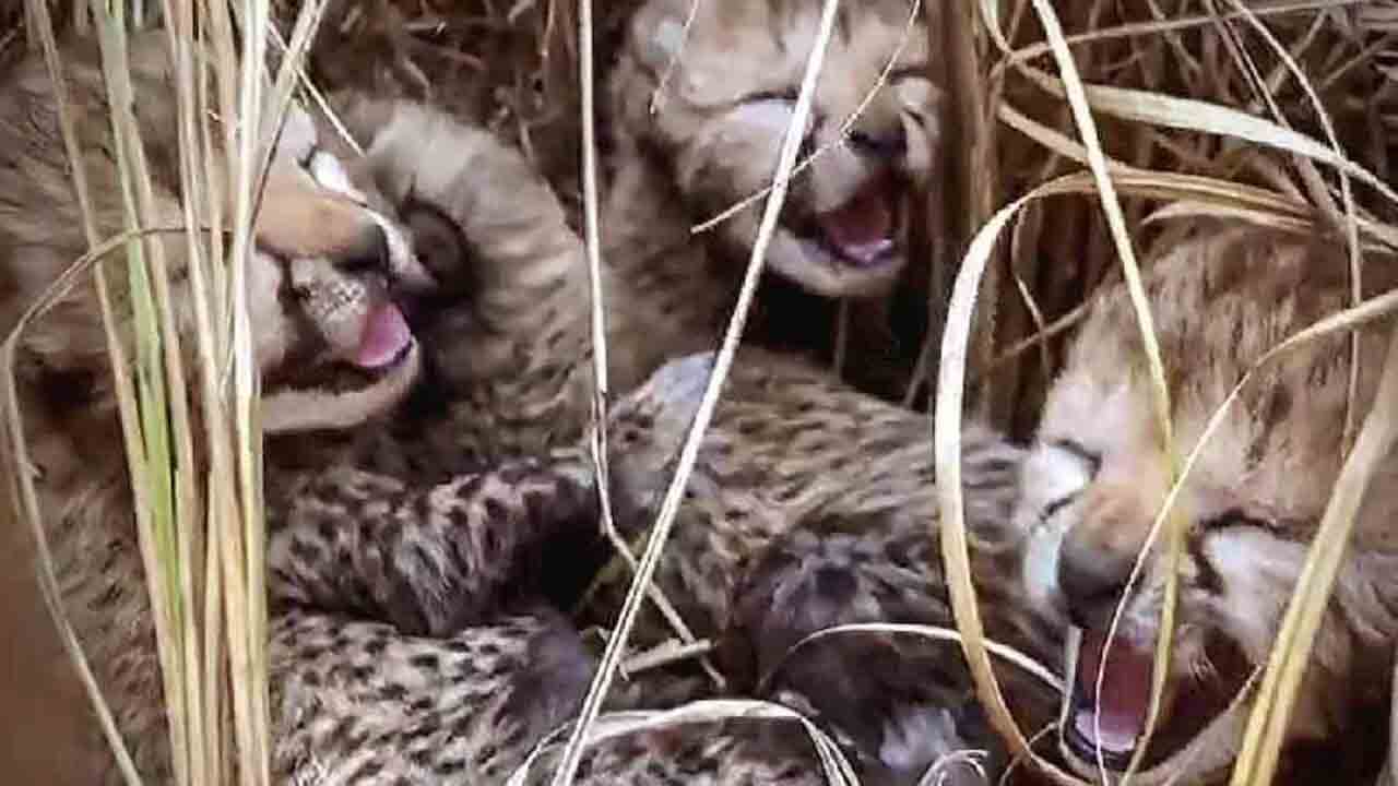Cheetah cubs | కునో నేషనల్ పార్కులో మూడు కూనలకు జన్మనిచ్చిన దక్షిణాఫ్రికా చీతా గామిని