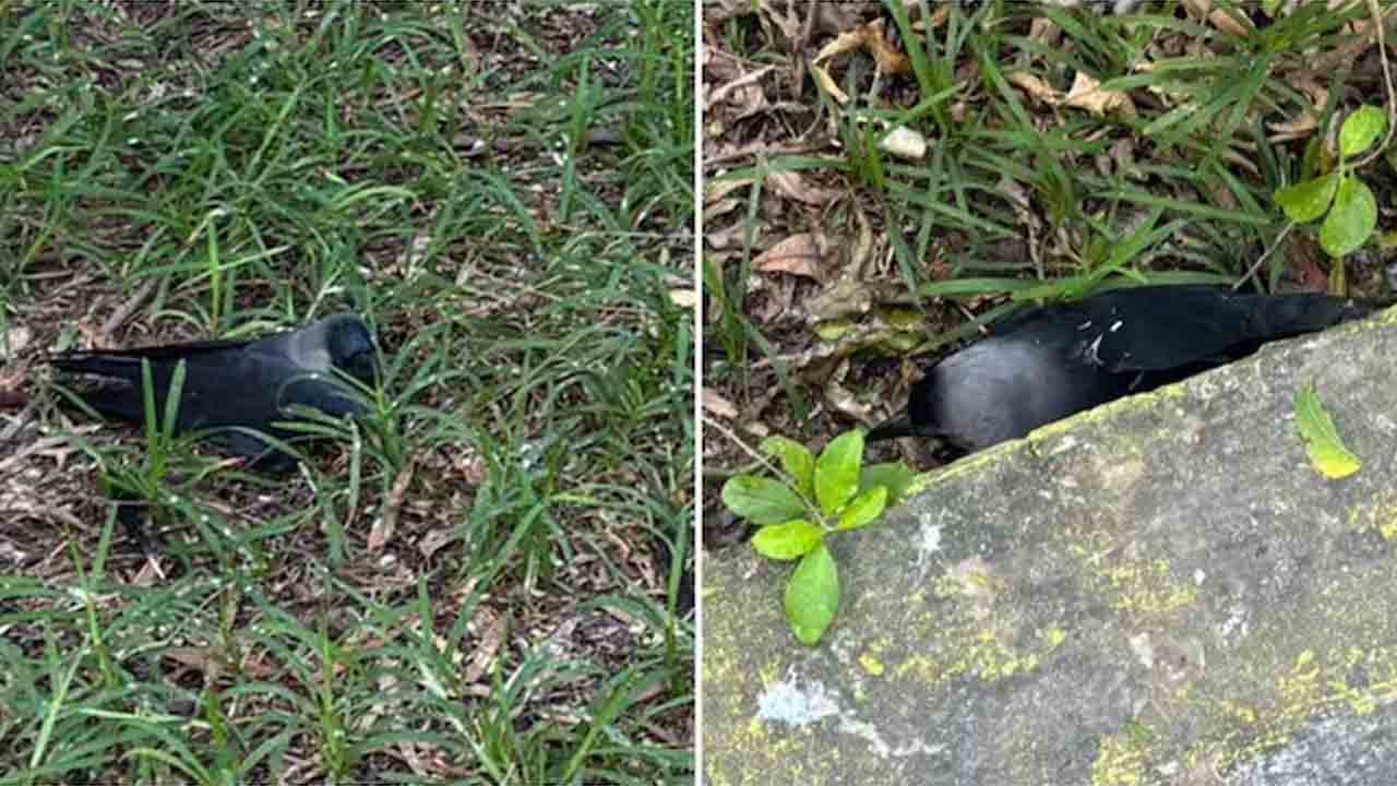 చెన్నైలో బర్డ్‌ఫ్లూ కలకలం.. వందలాది కాకులు మృతి