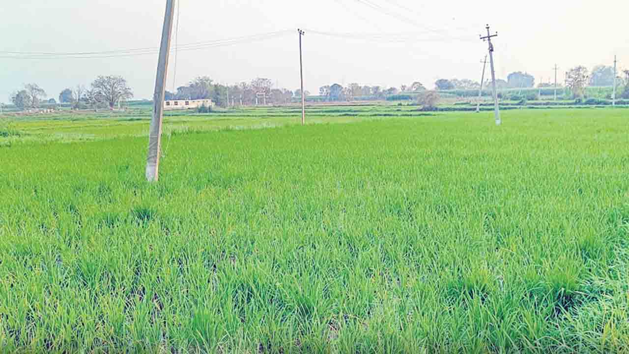 యాసంగి సాయంపై నీలినీడలు.. సీజన్‌ ప్రారంభమై మూడు నెలలు దాటినా పట్టించుకోని ప్రభుత్వం