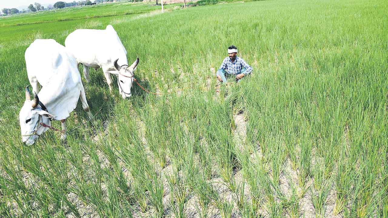200 ఎకరాల సాగు ప్రశ్నార్థకం
