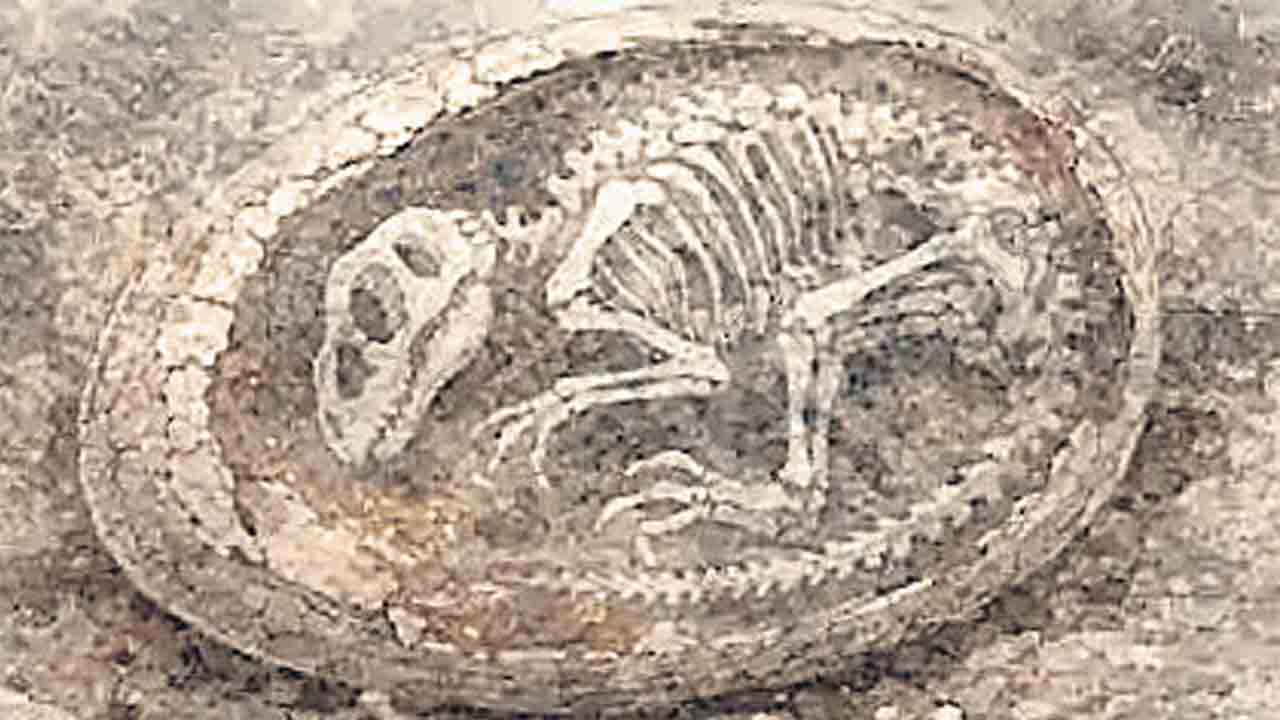 7 కోట్ల ఏండ్ల డైనోసార్‌ గుడ్డు