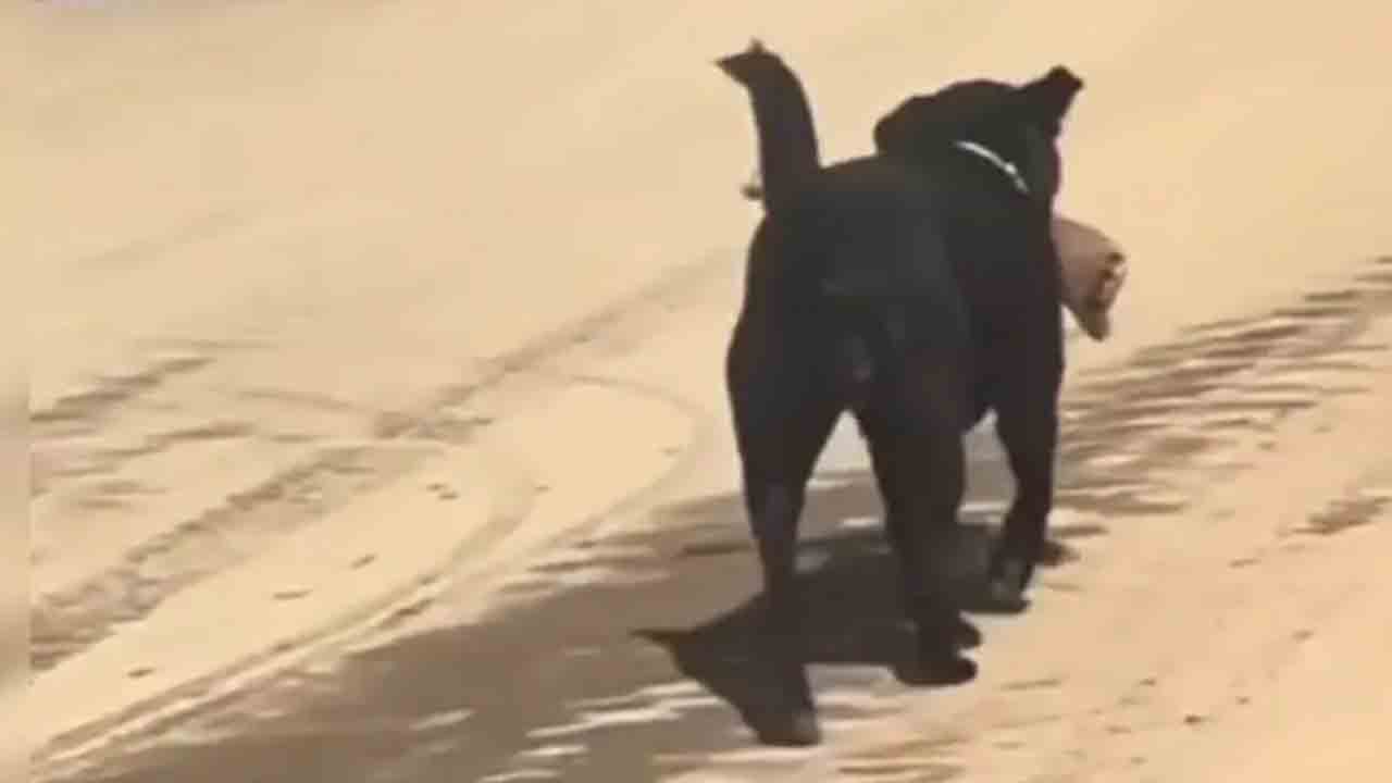 Dog Carries Human Leg | ఆసుపత్రి సిబ్బంది నిర్లక్ష్యం.. తెగిన కాలును నోట కరుచుకుని తిరిగిన కుక్క