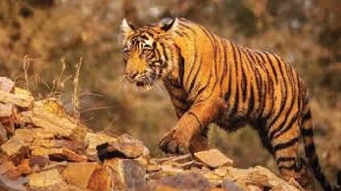 పులి సంచారంపై అటవీశాఖ అప్రమత్తం