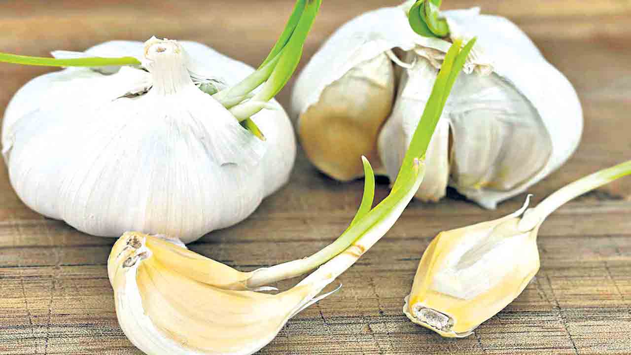 మొలకెత్తితే మంచిదే!