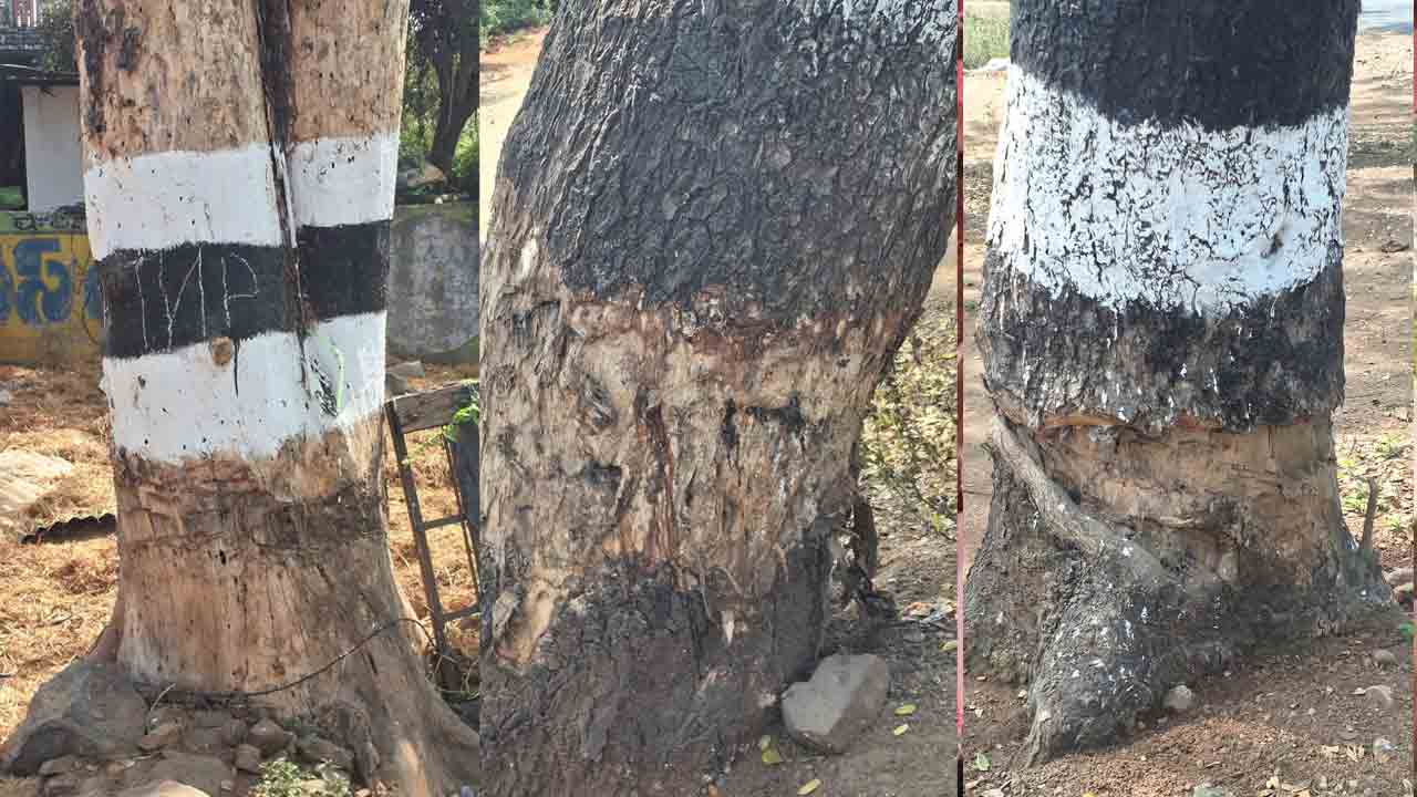 Haritha Haram Trees | అడవిని తలపించే ‘హరితహారం’ వృక్షాలు.. కానీ పచ్చదనాన్ని చెరిపేందుకు దుండగుల కుట్ర
