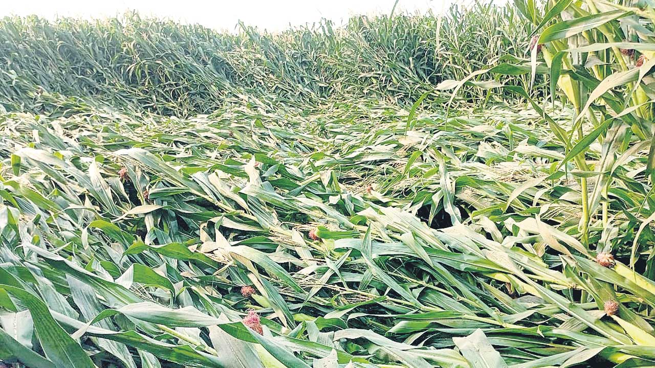 నేలవాలిన ఆశలు