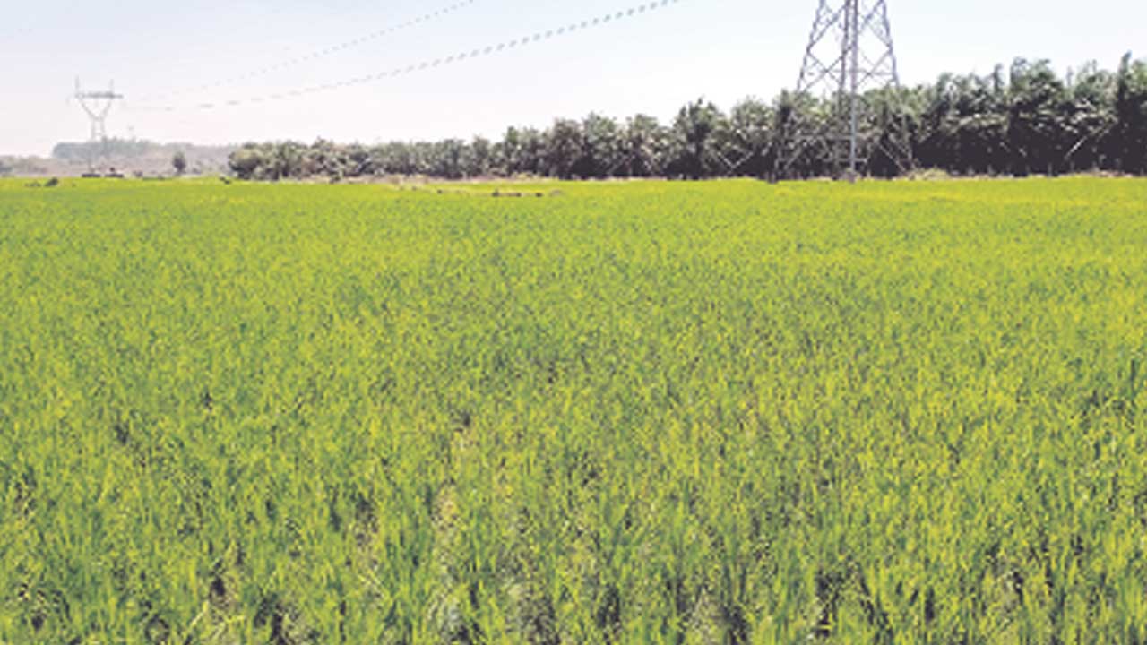 భరోసా ముచ్చటేమైంది..