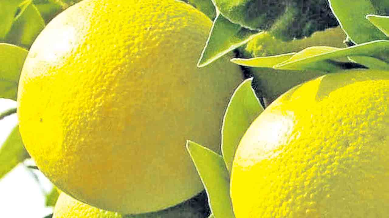 ఘనం.. పీవీ వనం