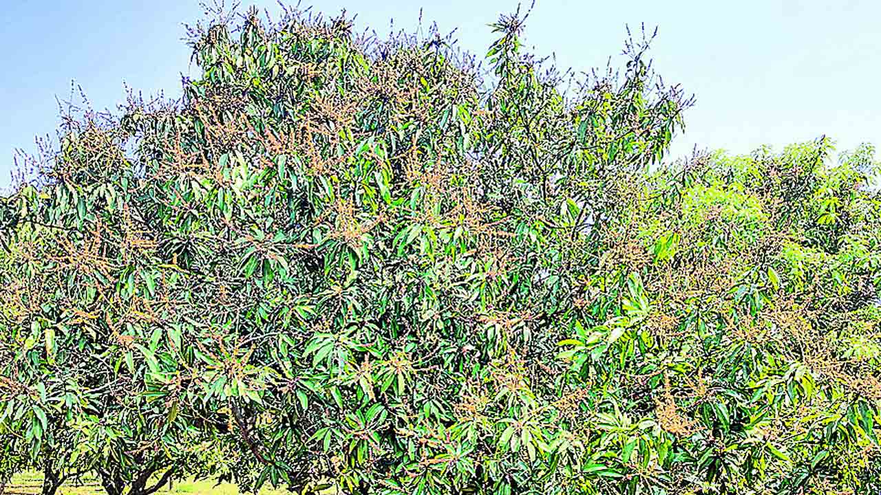 మామిడి రైతుకు మళ్లీ కష్టాలే..