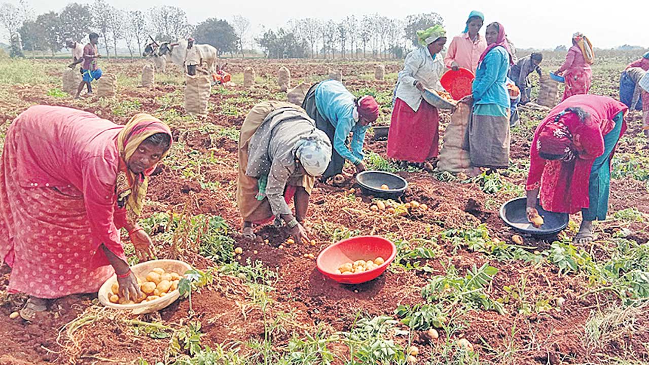 ఆలు రైతు దిగాలు