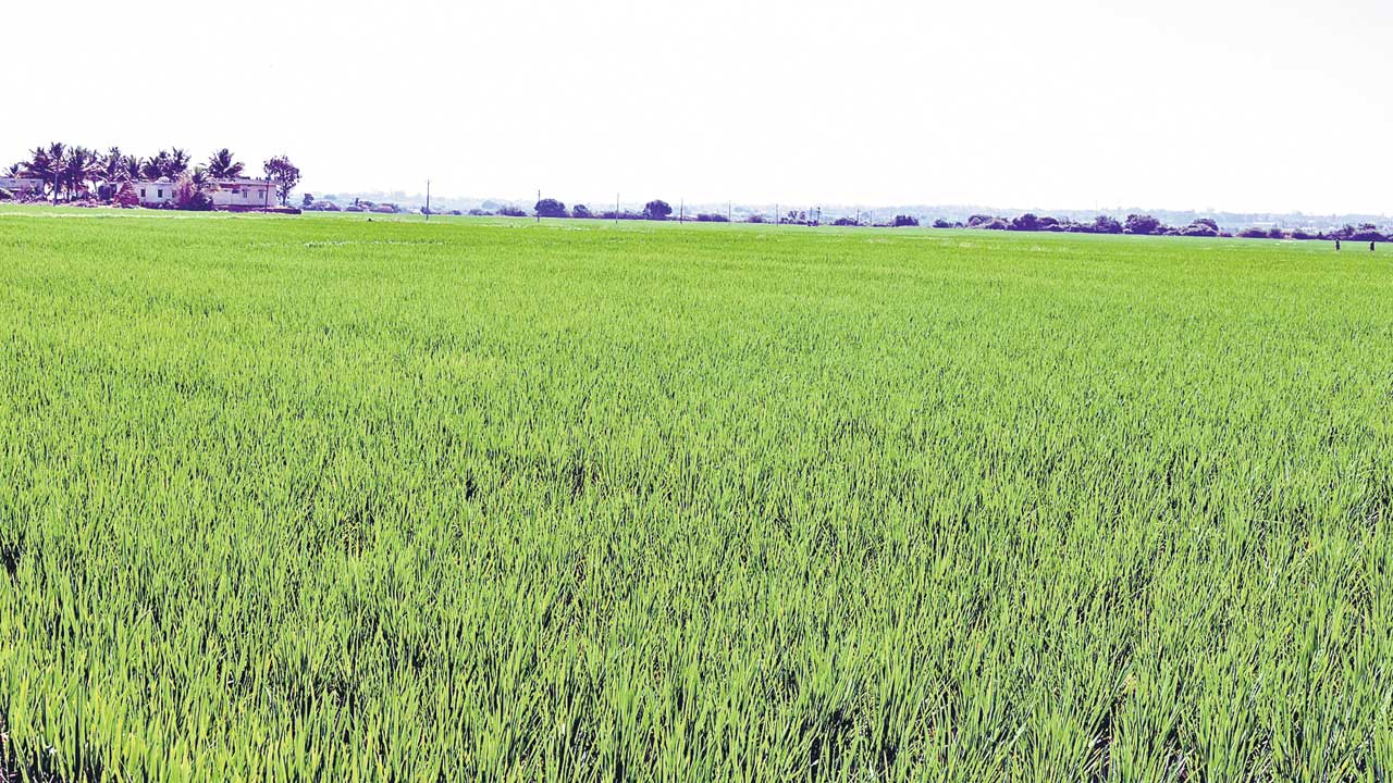 రైతు భరోసా ఎప్పడో