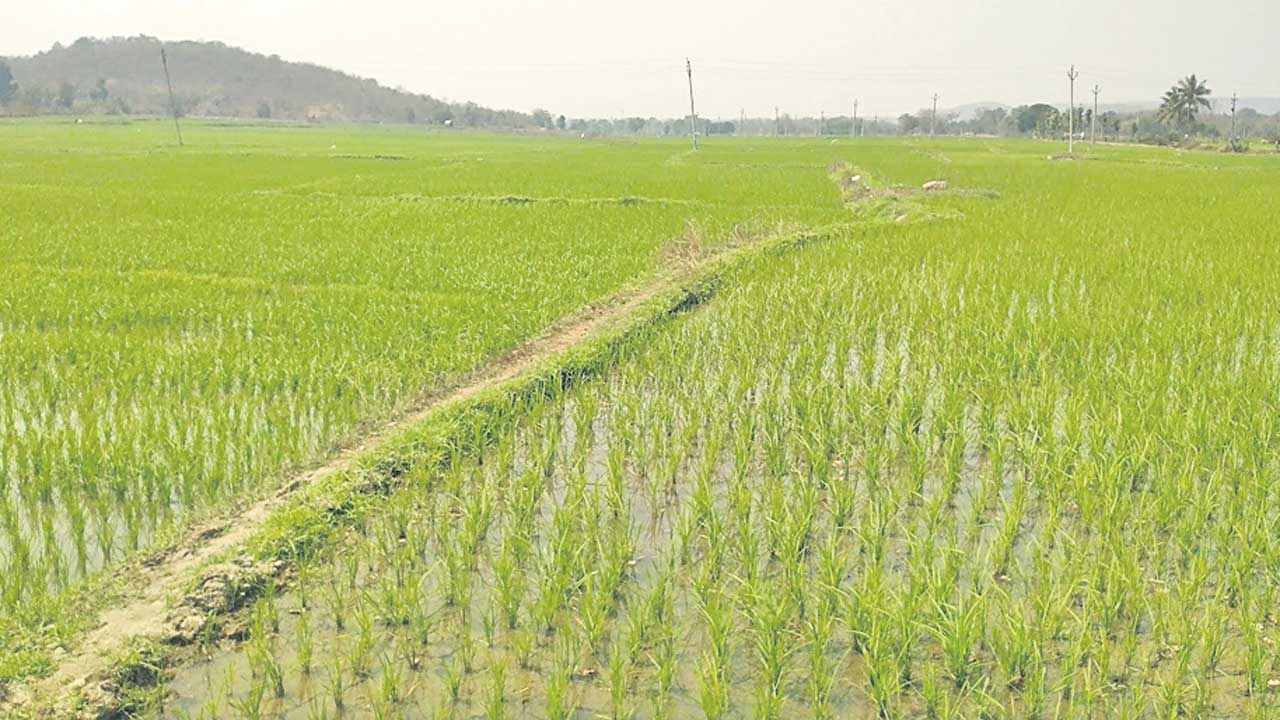సాగునీరు మహాప్రభో