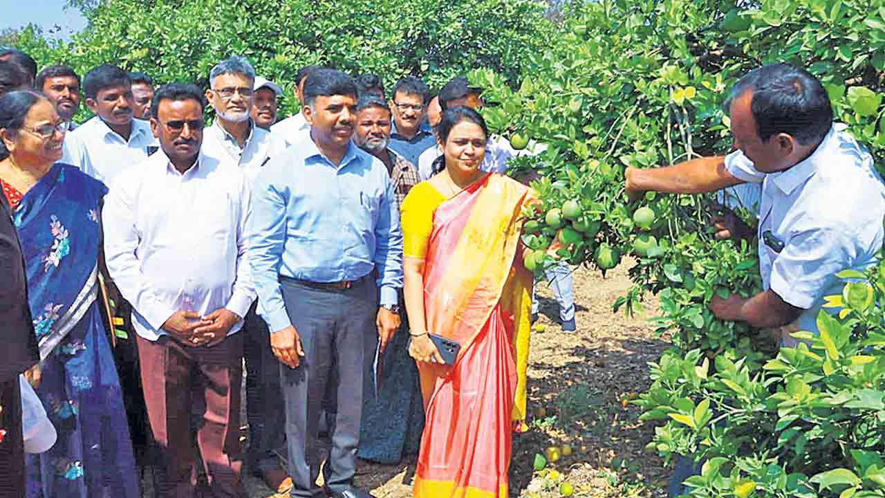 బత్తాయి రైతు సమస్యల పరిష్కారానికి కృషి