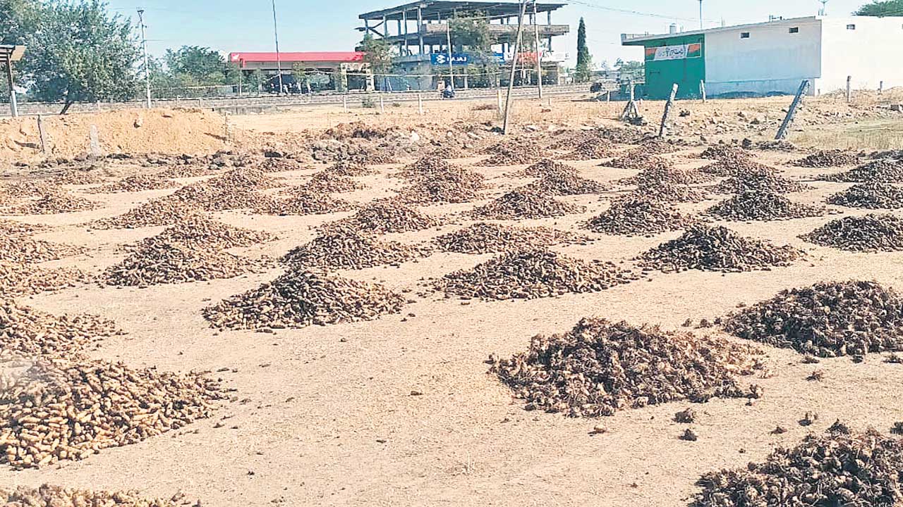 జోరుగా పసుపు తవ్వకాలు