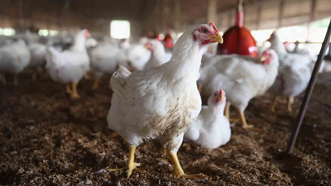 Saudi Arabia | సౌదీలో 40 దేశాల కోళ్లు, గుడ్లపై నిషేధం.. జాబితాలో మన దేశం కూడా..