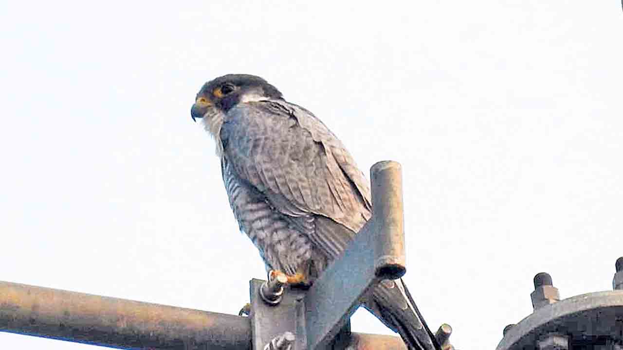 కిష్టాపూర్‌లో అరుదైన పక్షి