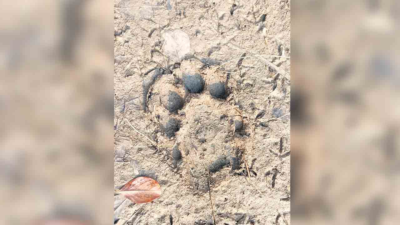 వామ్మో పెద్దపులి