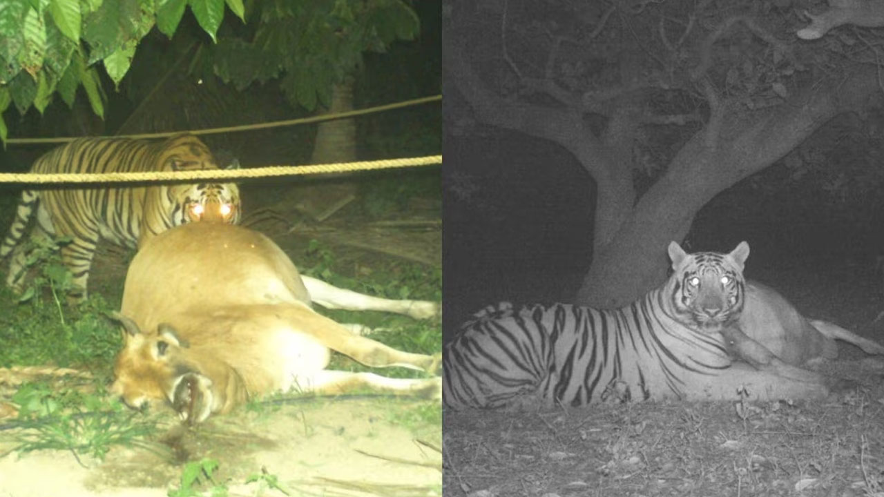 Tiger | ఏపీలో కంటిమీద కునుకు లేకుండా చేస్తున్న పులి.. భయాందోళనలో ప్రజలు